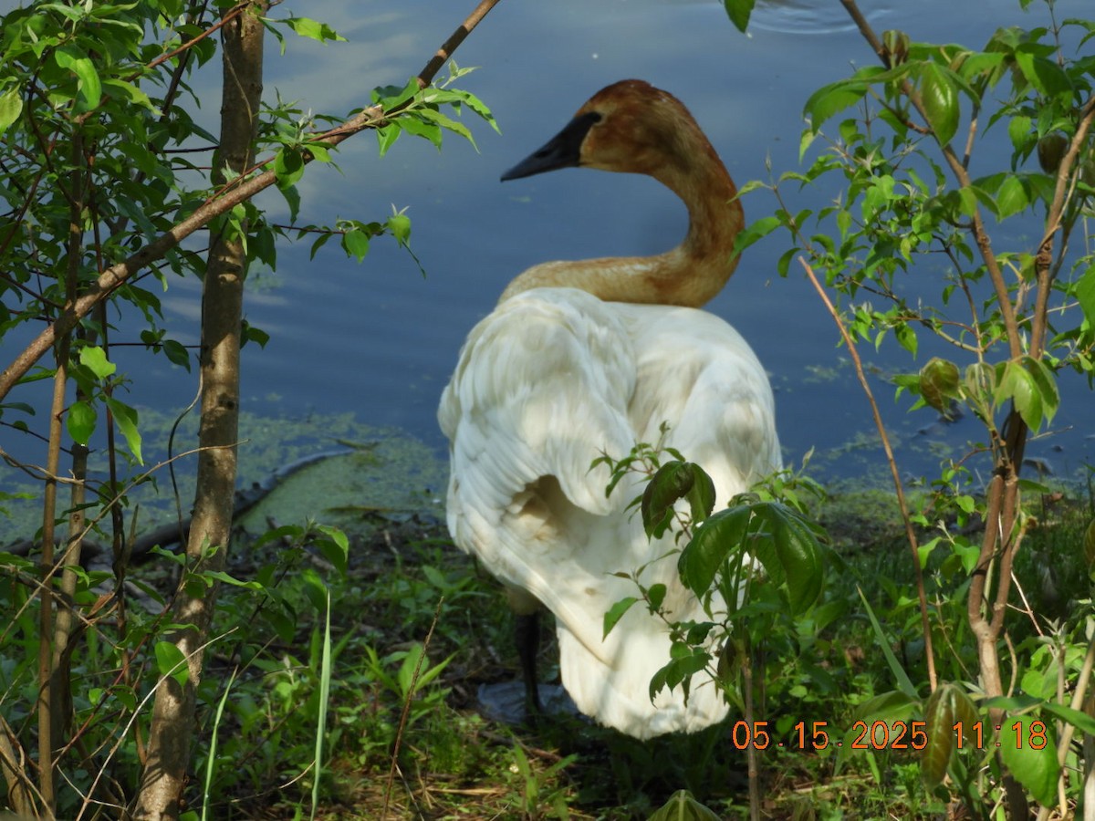 Trumpeter Swan - ML635827259