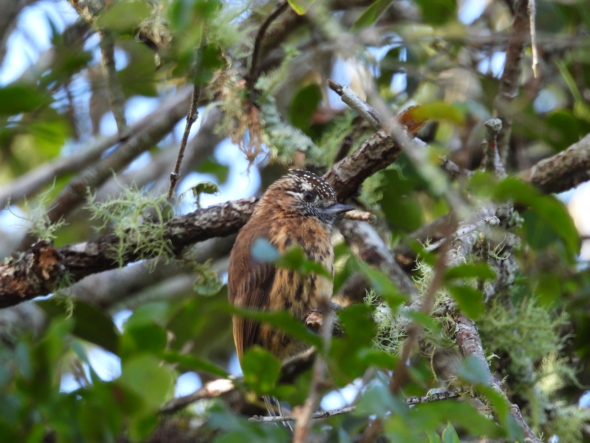 Mottled Piculet - ML635827271