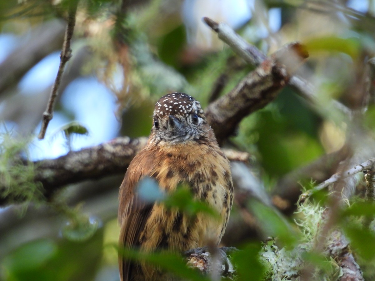 Mottled Piculet - ML635827272