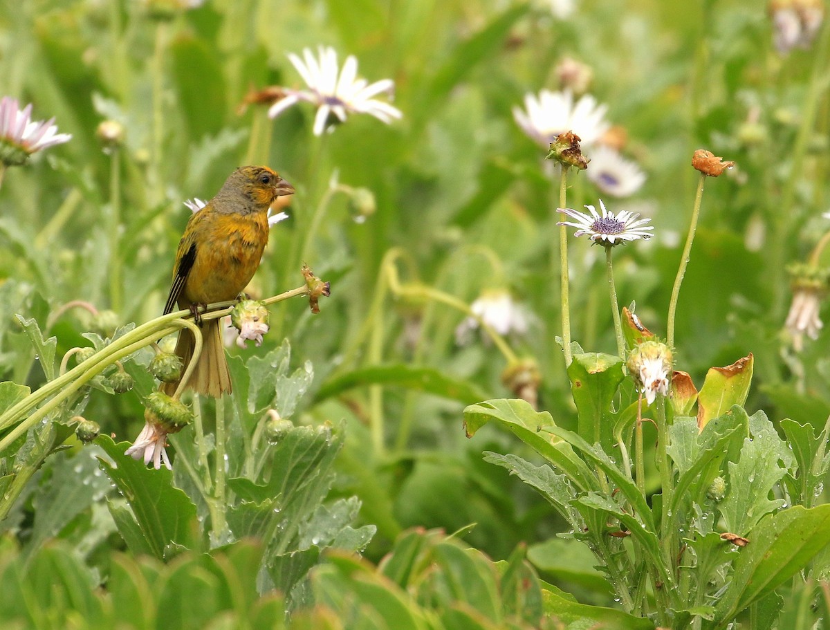 Cape Canary - ML635827275