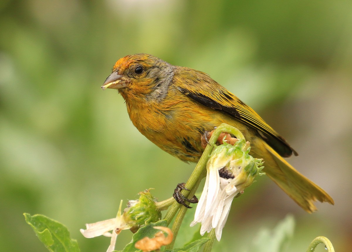 Cape Canary - ML635827276