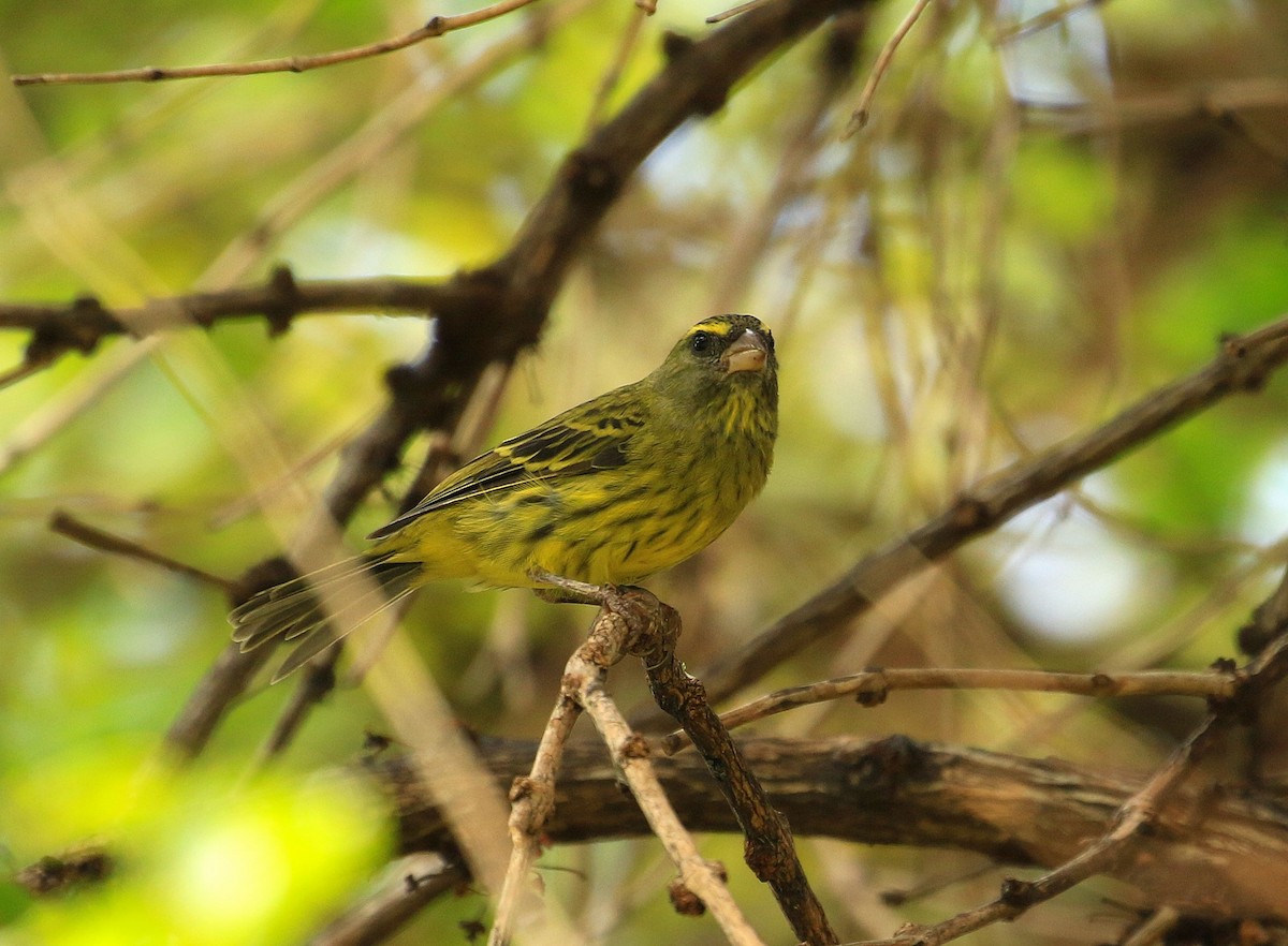 Forest Canary - ML635827284