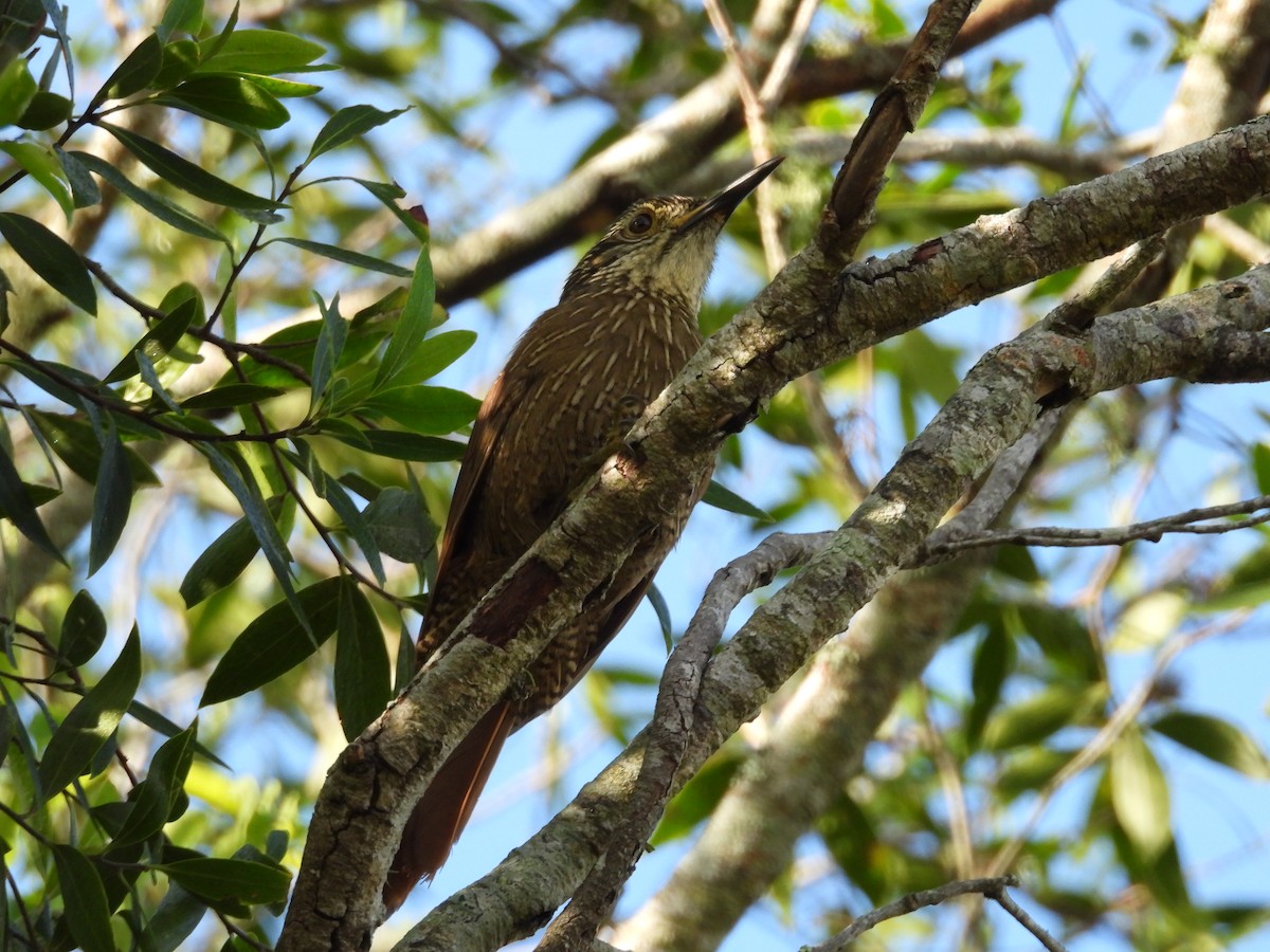 Planalto Woodcreeper - ML635827290
