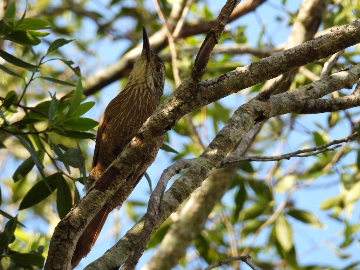 Planalto Woodcreeper - ML635827291