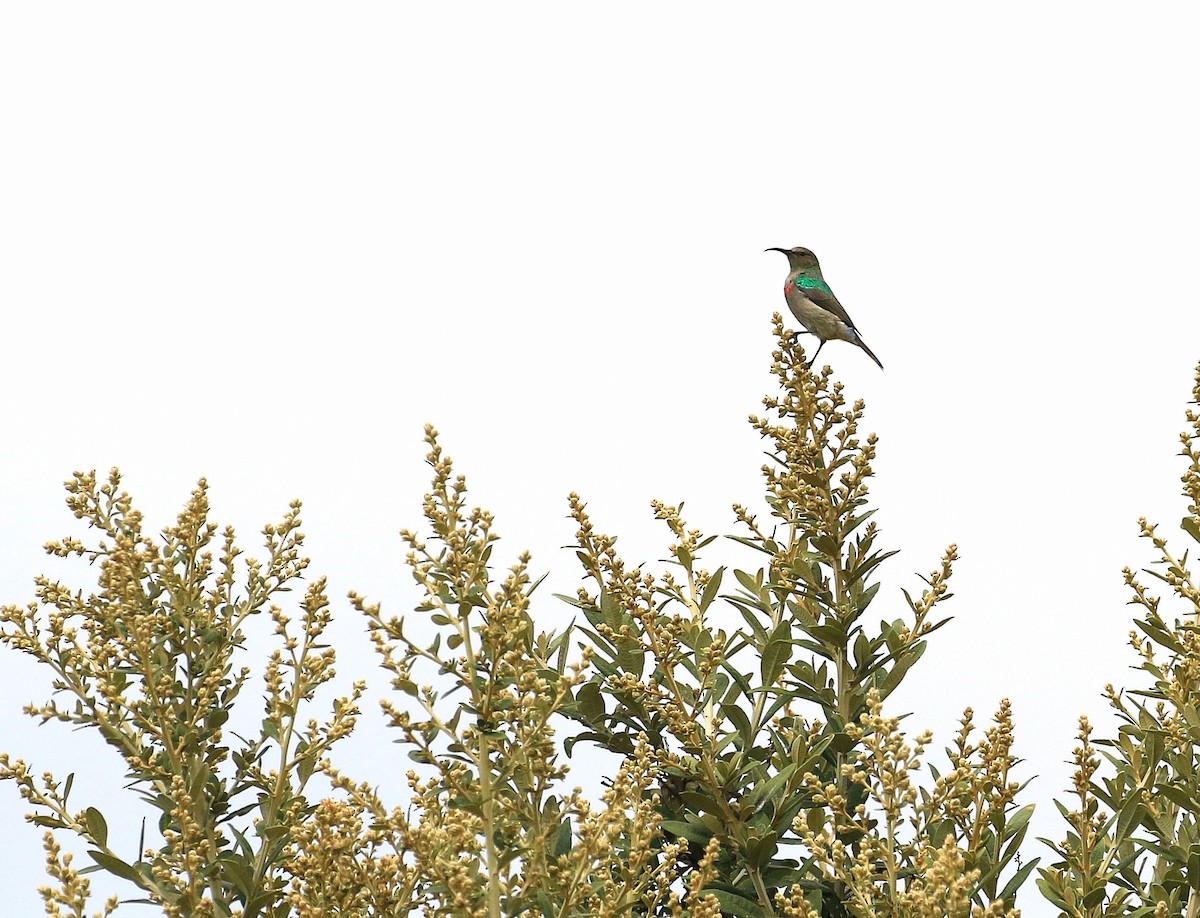 Southern Double-collared Sunbird - ML635827306