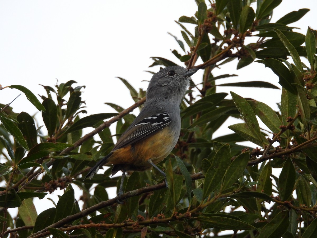 Variable Antshrike - ML635827307