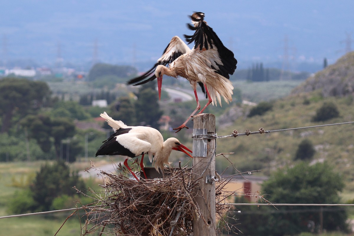 White Stork - ML635827359