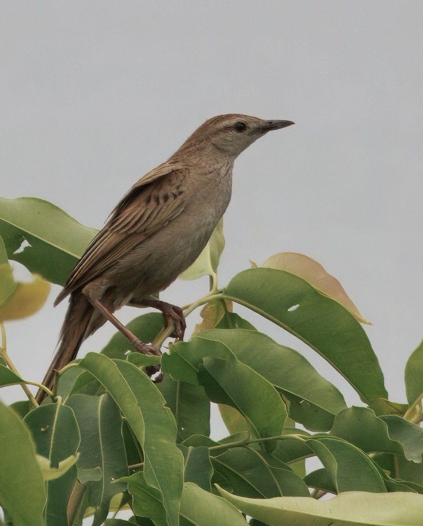 オニセッカ - ML635827362