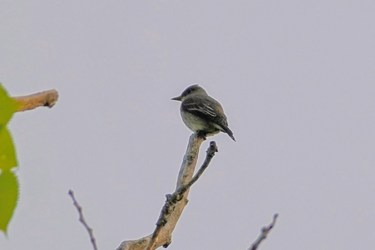 Olive-sided Flycatcher - ML635827451