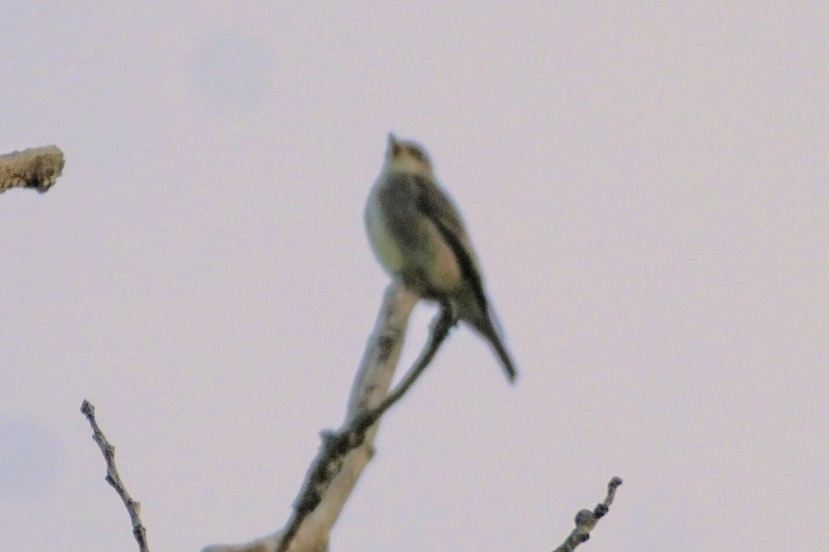 Olive-sided Flycatcher - ML635827461
