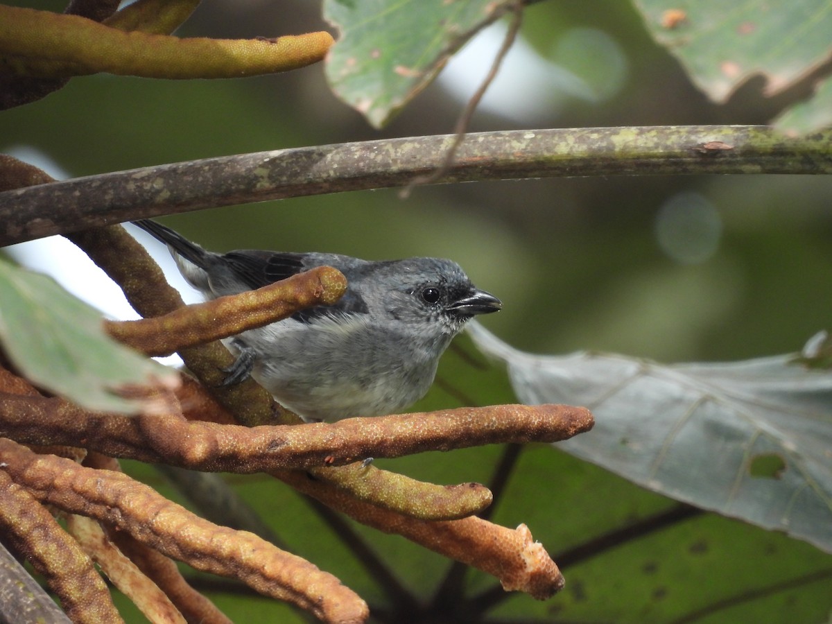 Plain-colored Tanager - ML635827471
