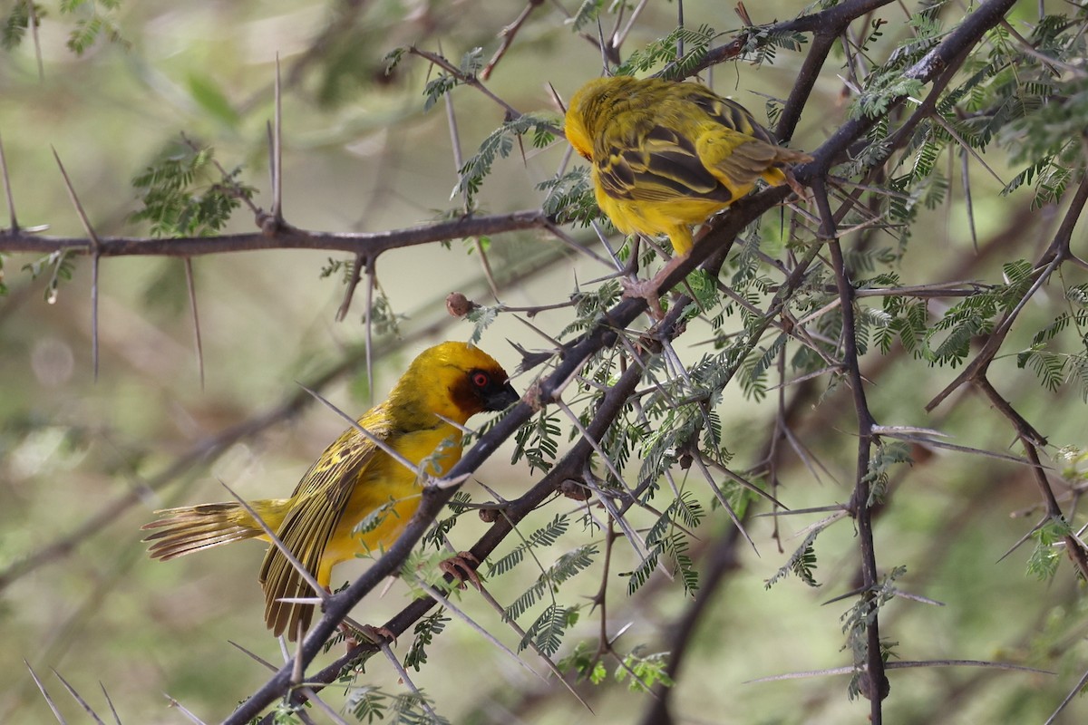 Rüppell's Weaver - ML635827481