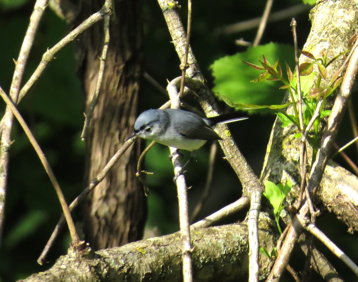 Blue-gray Gnatcatcher - ML635827497