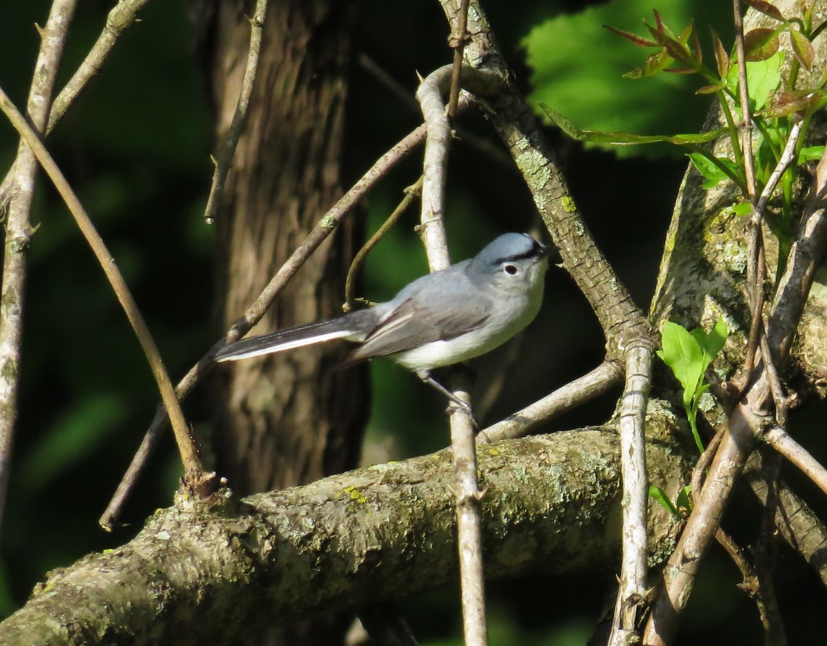 Blue-gray Gnatcatcher - ML635827499