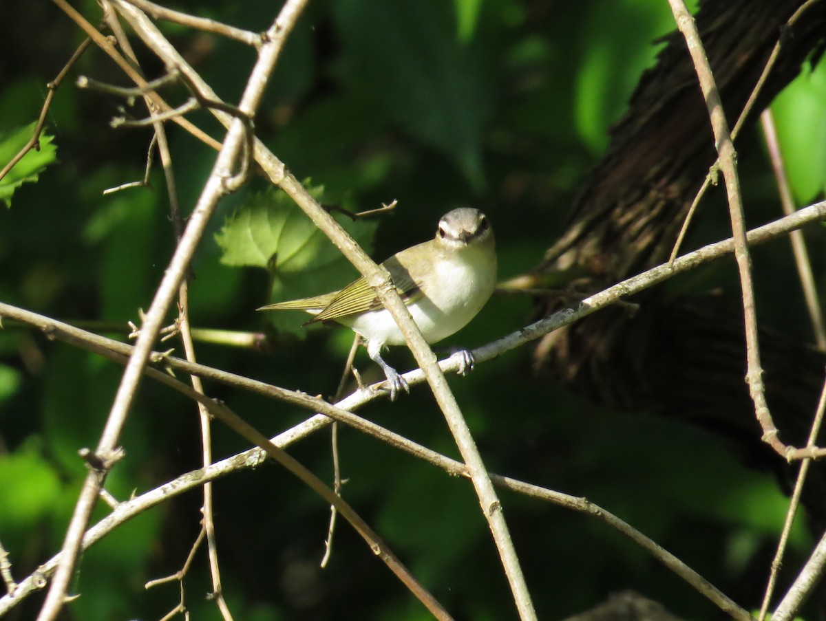 Red-eyed Vireo - ML635827510