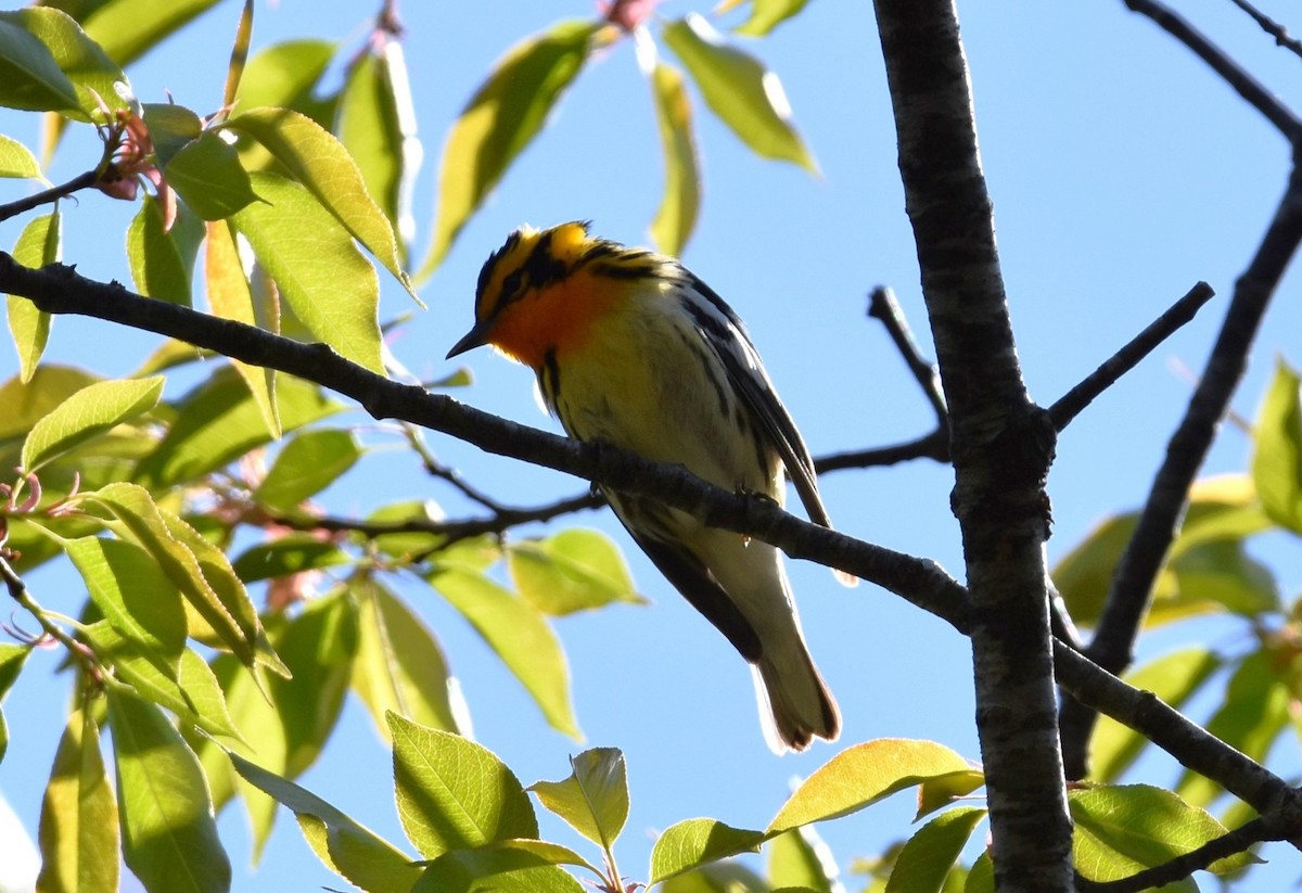 Blackburnian Warbler - ML635827511