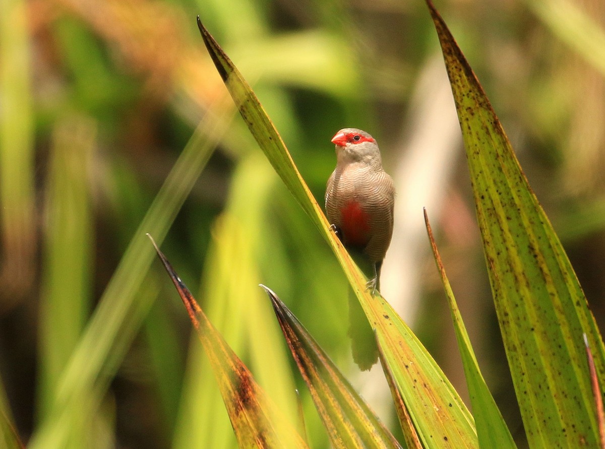 Common Waxbill - ML635827512