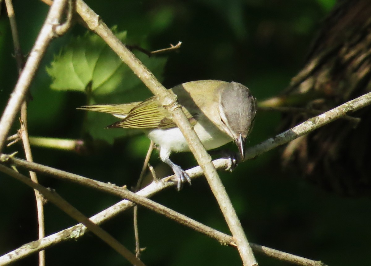 Red-eyed Vireo - ML635827525