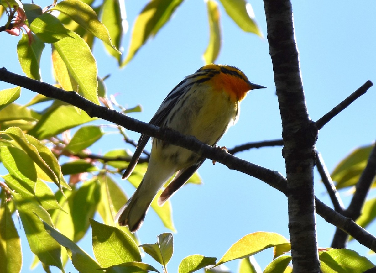 Blackburnian Warbler - ML635827532