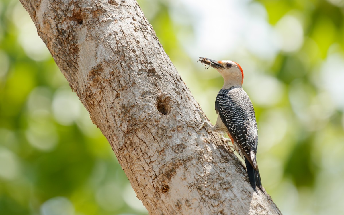 Golden-fronted Woodpecker (Velasquez's) - ML635827605