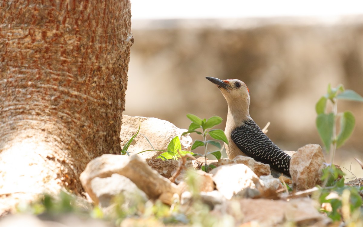 Golden-fronted Woodpecker (Velasquez's) - ML635827606