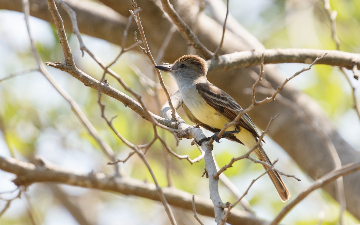 Brown-crested Flycatcher (Cooper's) - ML635827611