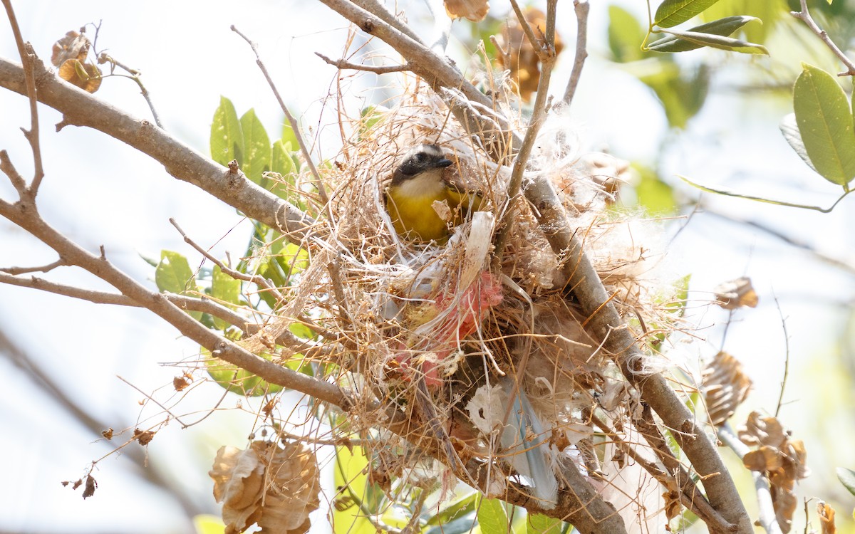 Social Flycatcher (Vermilion-crowned) - ML635827612