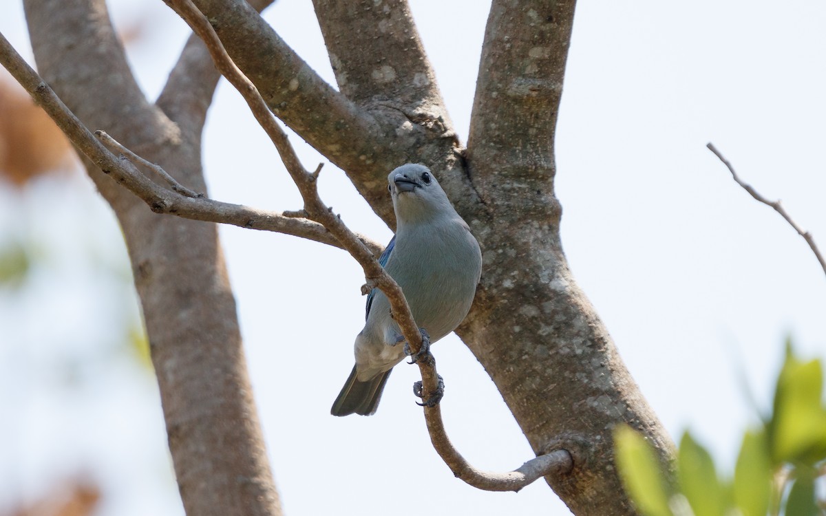 Blue-gray Tanager - ML635827629