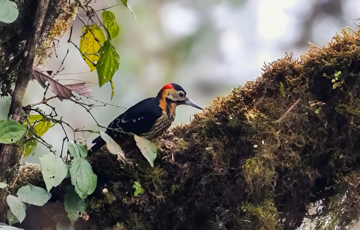 Darjeeling Woodpecker - ML635827808