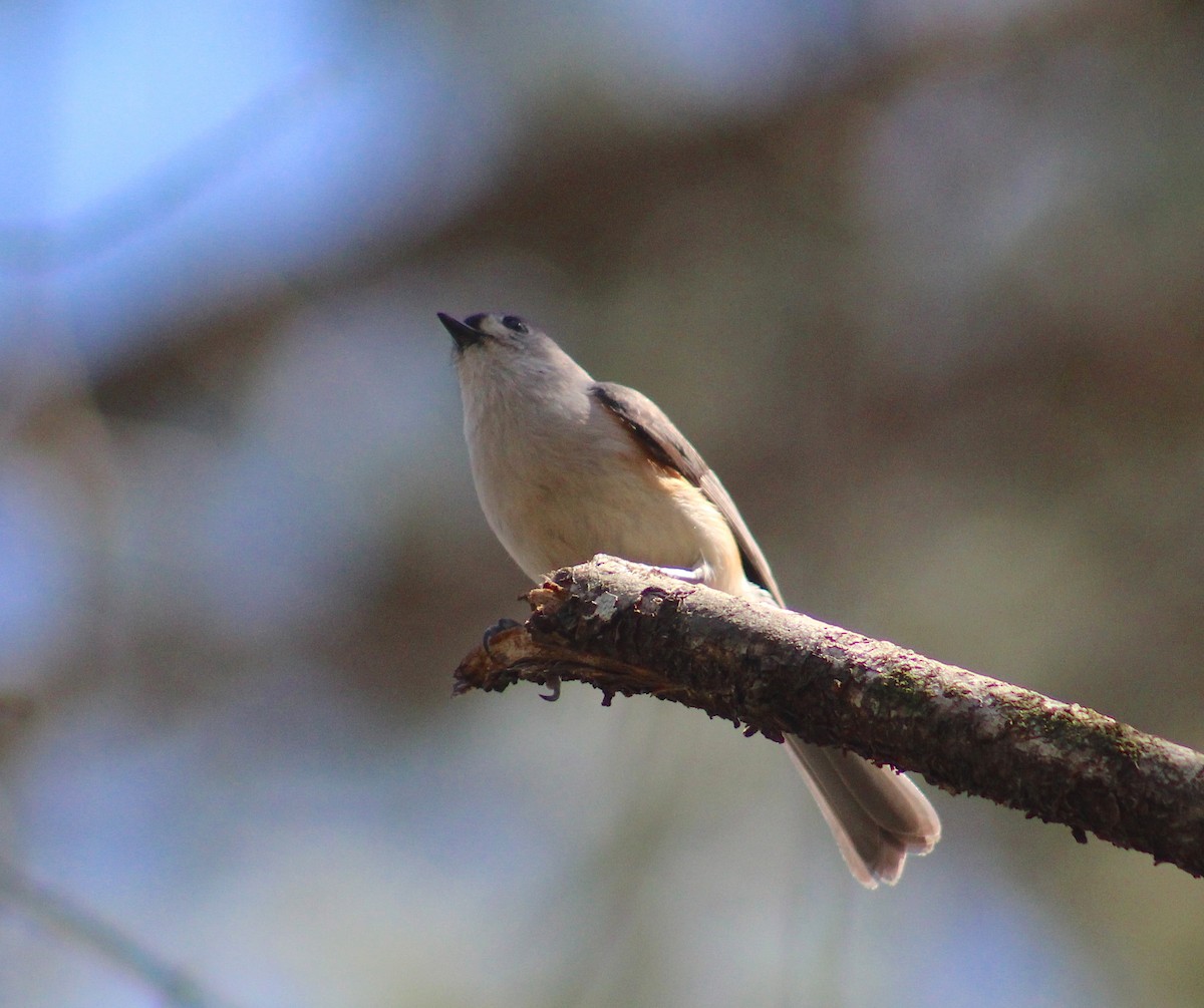 Tufted Titmouse - ML635827902