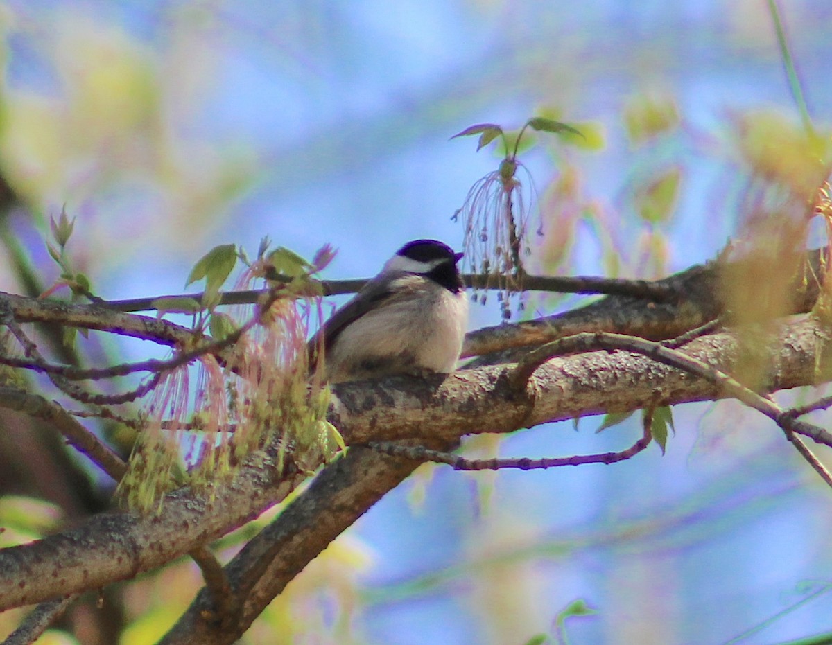 Carolina Chickadee - ML635827911