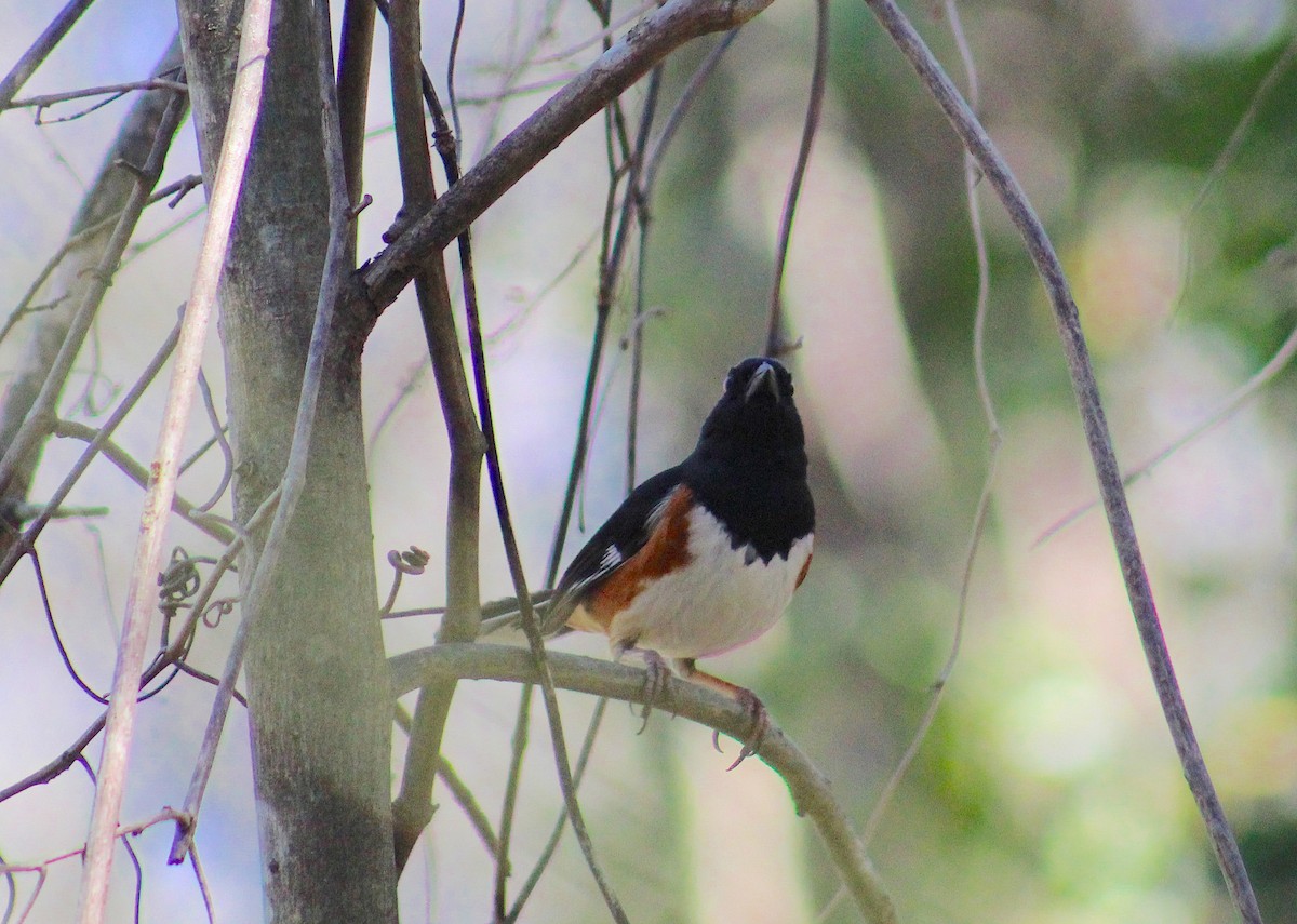 Eastern Towhee - ML635827915