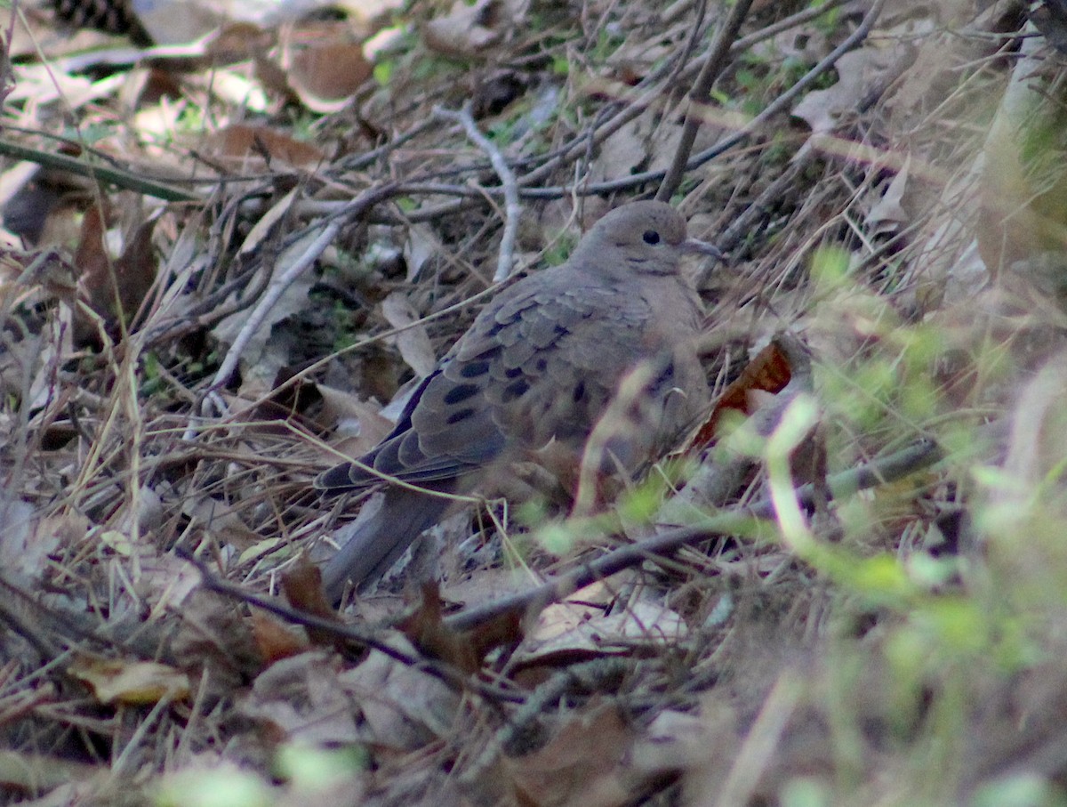 Mourning Dove - ML635827926
