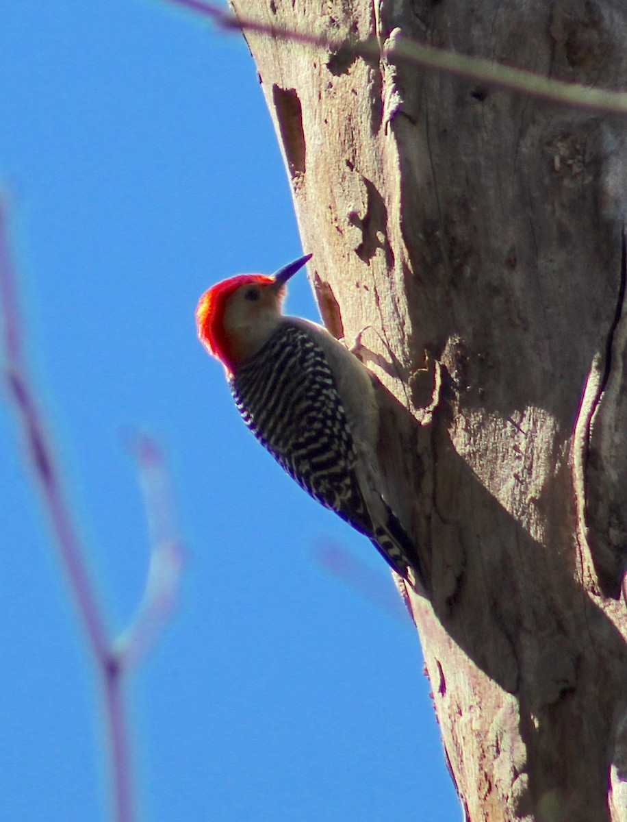Red-bellied Woodpecker - ML635827933
