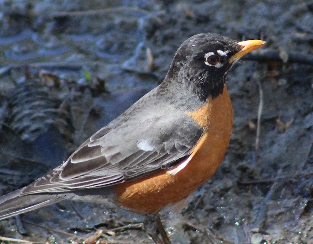 American Robin - ML635827940