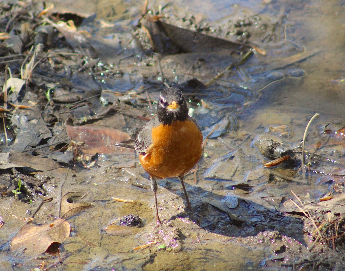 American Robin - ML635827948