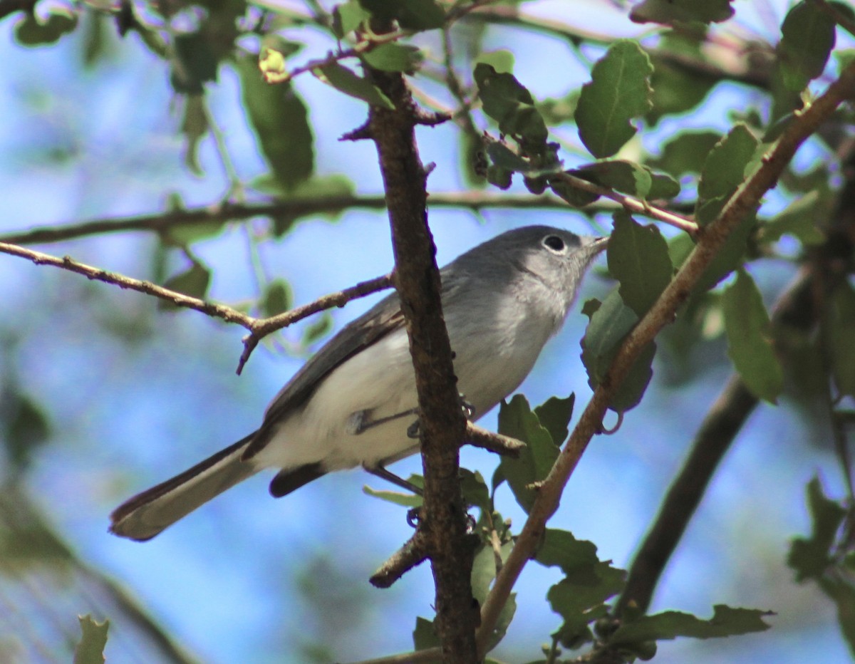 Blue-gray Gnatcatcher - ML635827952