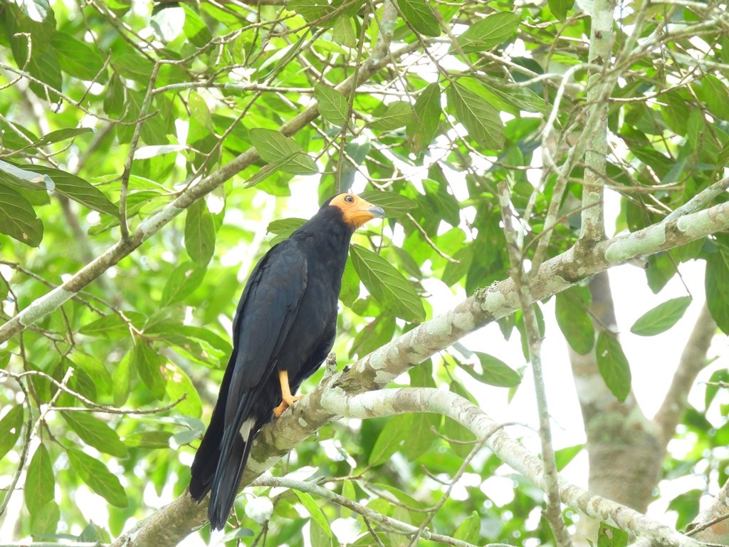 Black Caracara - ML635828004