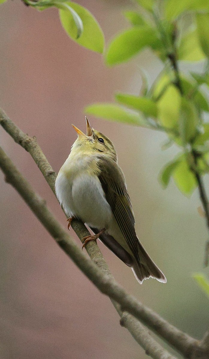 budníček lesní - ML635828047