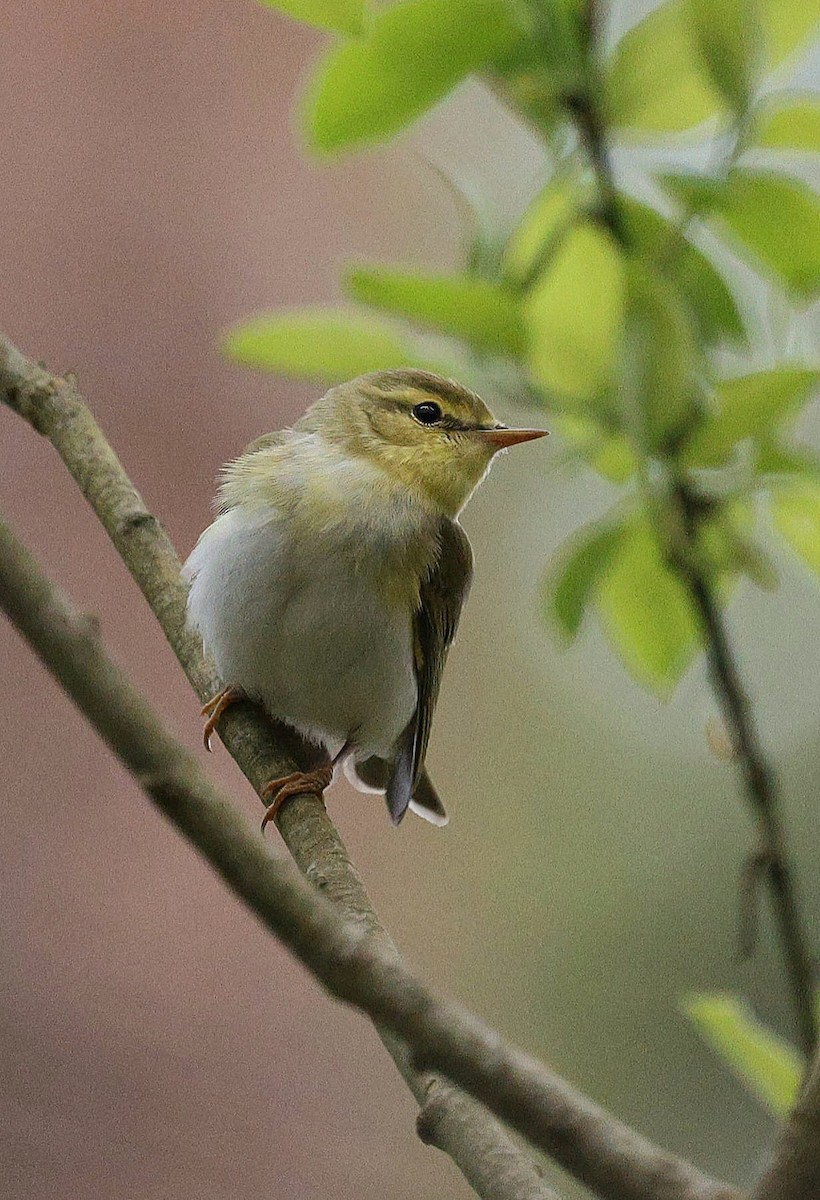 budníček lesní - ML635828048