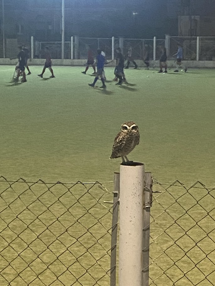 Burrowing Owl - ML635828081