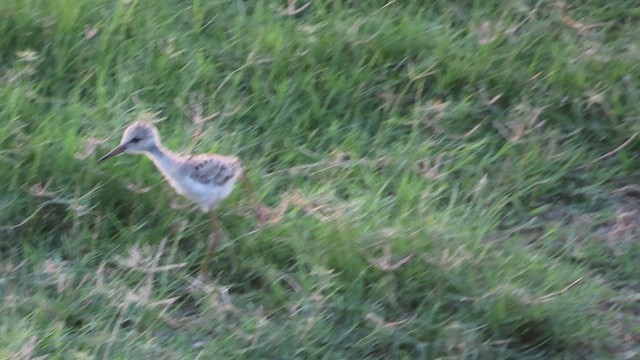 Black-winged Stilt - ML635828175