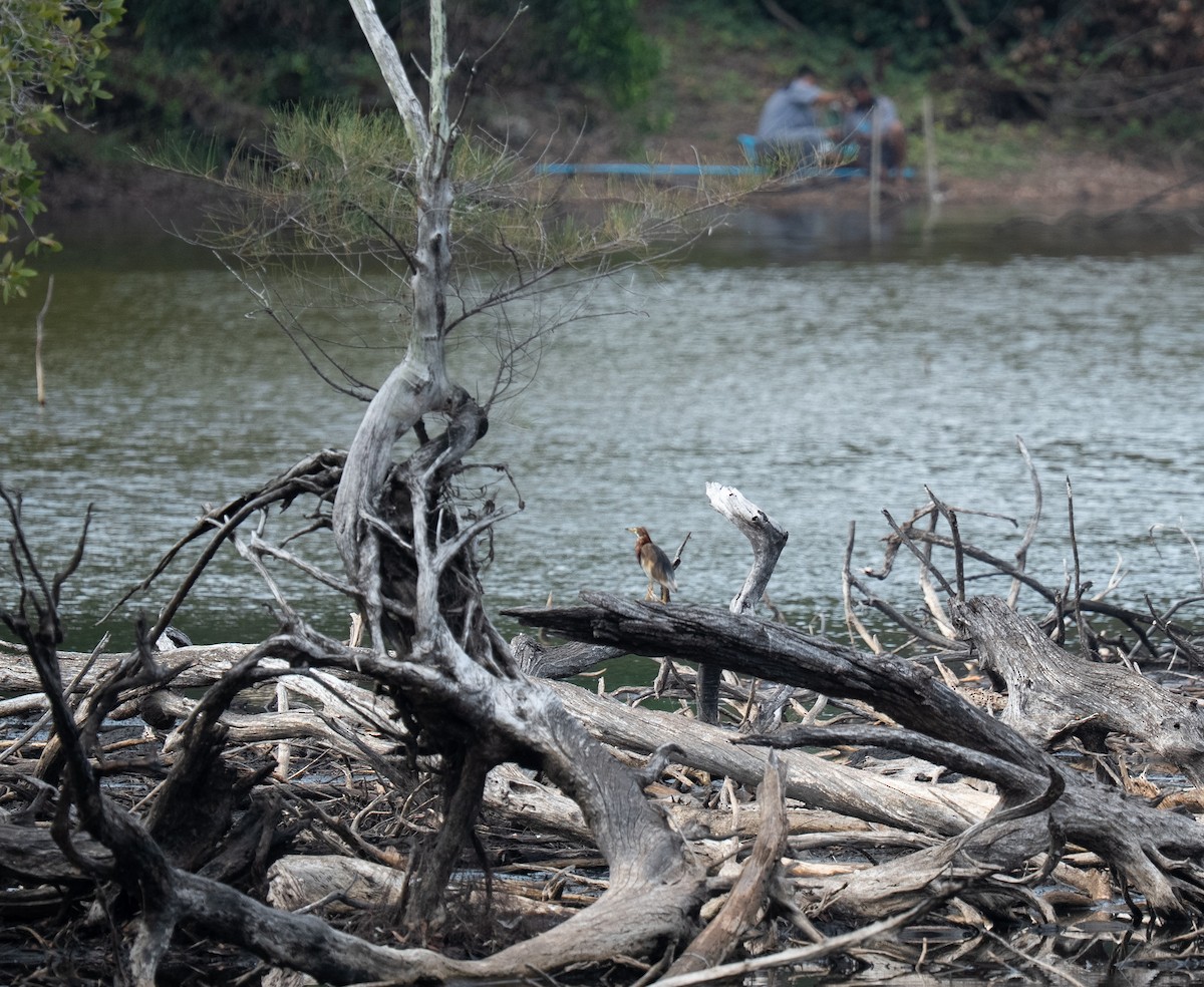 heron sp. - ML635828177