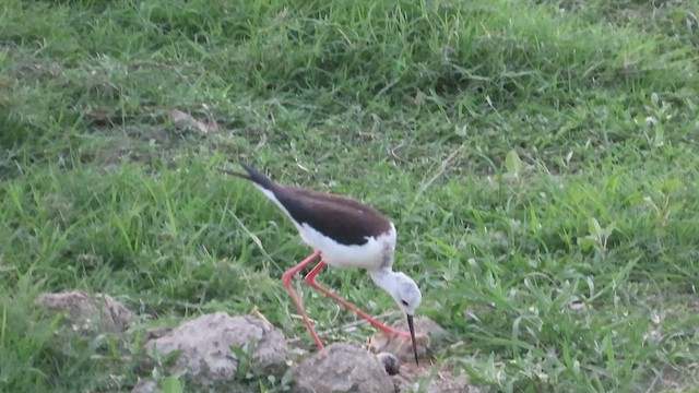 Black-winged Stilt - ML635828187