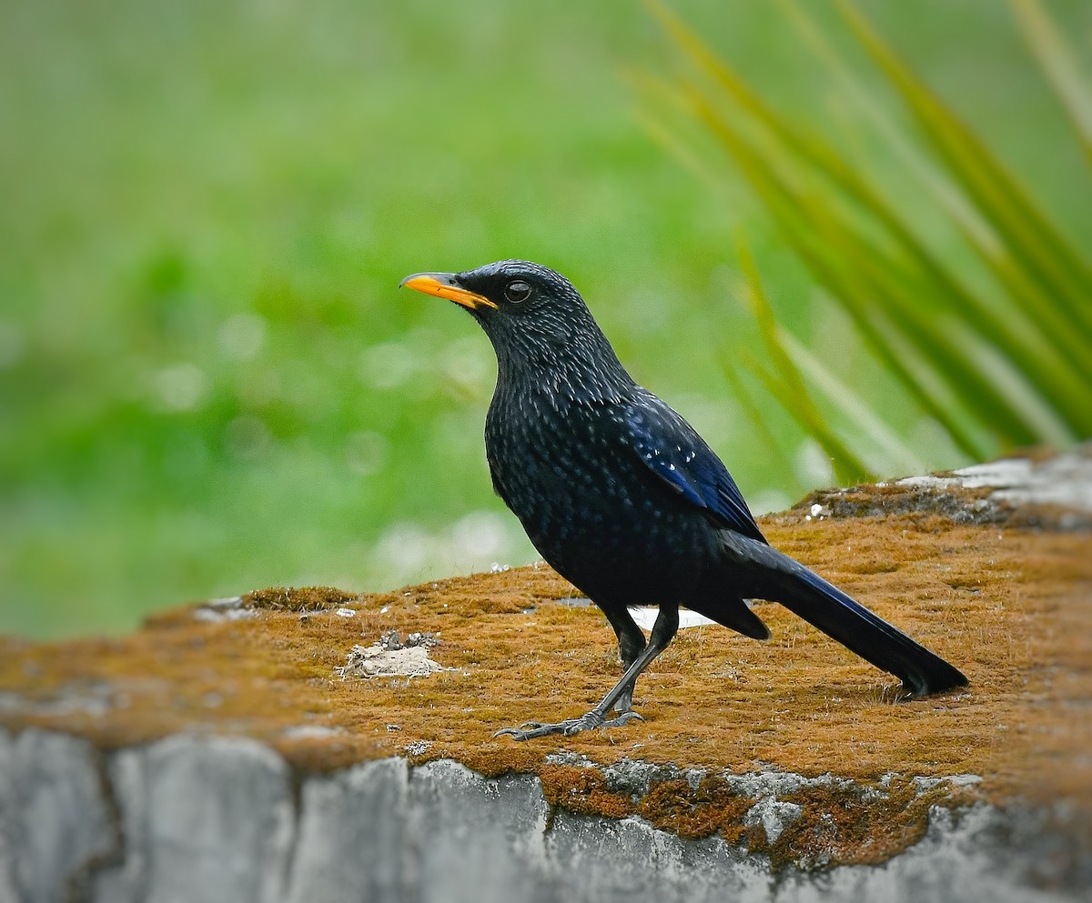 Blue Whistling-Thrush - ML635828212