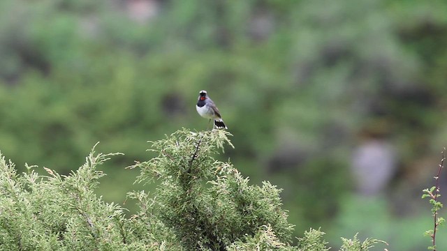 Himalayan Rubythroat - ML635828266