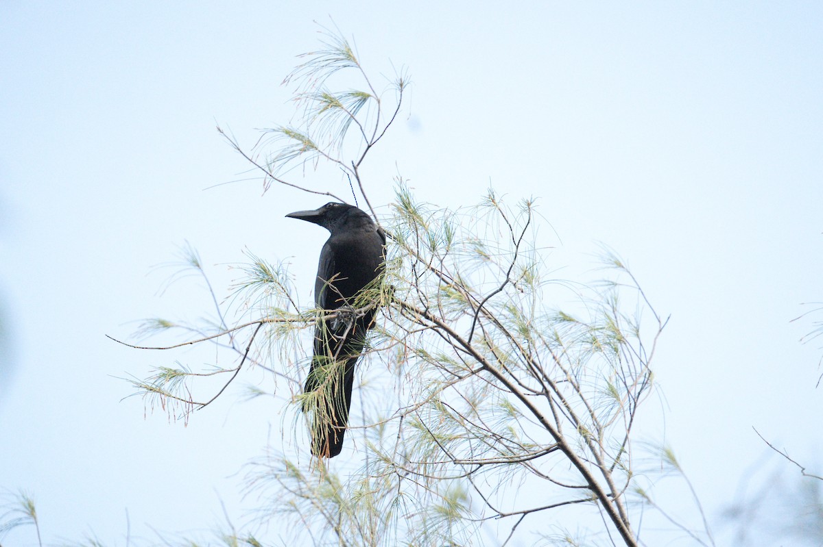 crow sp. - ML635828344