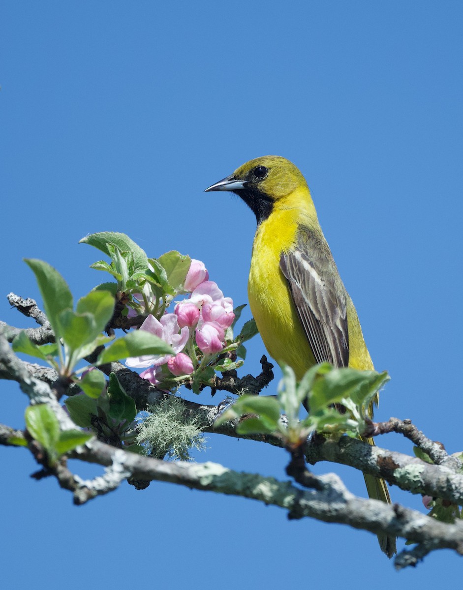Orchard Oriole - ML635828365