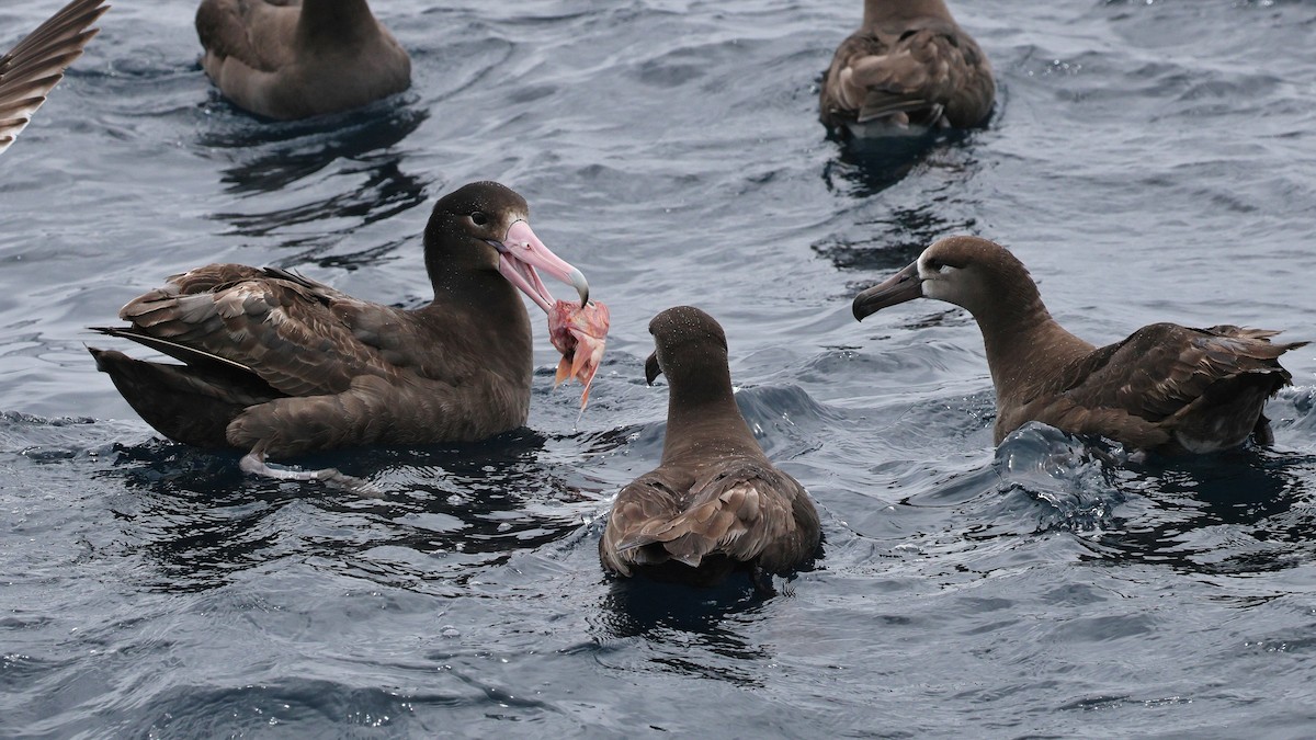 Kurzschwanzalbatros - ML635828377