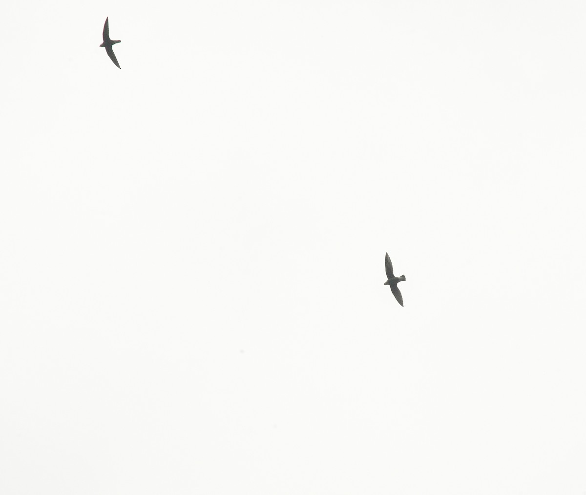 White-throated Needletail - ML635828452